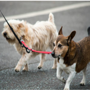 Dog Walking Brooklyn NY